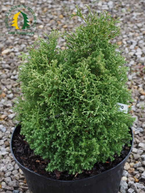 Thuja occidentalis 'Dumosa'
